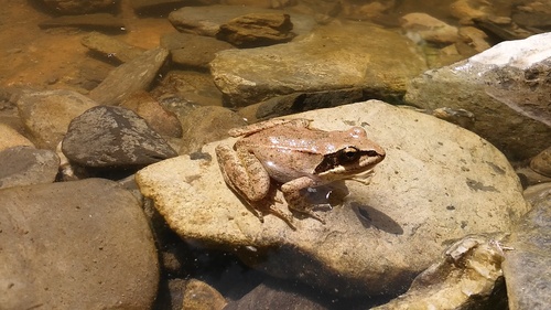 Pyrenean frog, Huesca, ES-AR, ES, photo 8 of 10