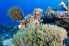 Amphiprion perideraion