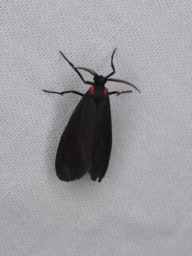 Lycomorpha splendens