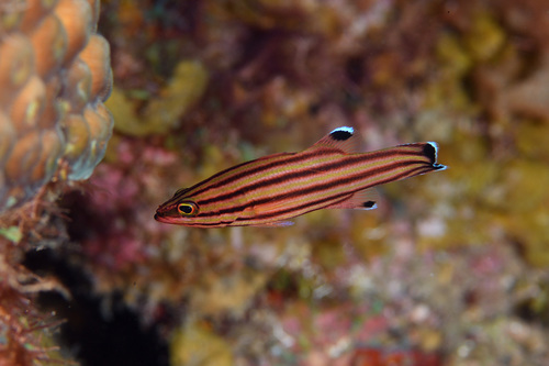 Swissguard Basslet