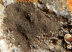 Acarospora fuscata