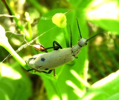 Epicauta bipunctata