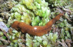 Australopacifica jacksoniana