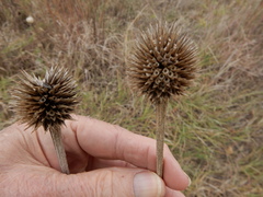 Echinacea atrorubens
