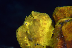 Antennarius multiocellatus