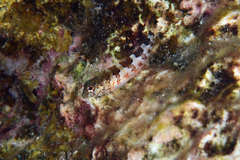 Malacoctenus triangulatus