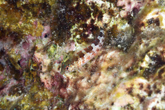 Malacoctenus triangulatus