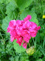 Pelargonium × hybridum