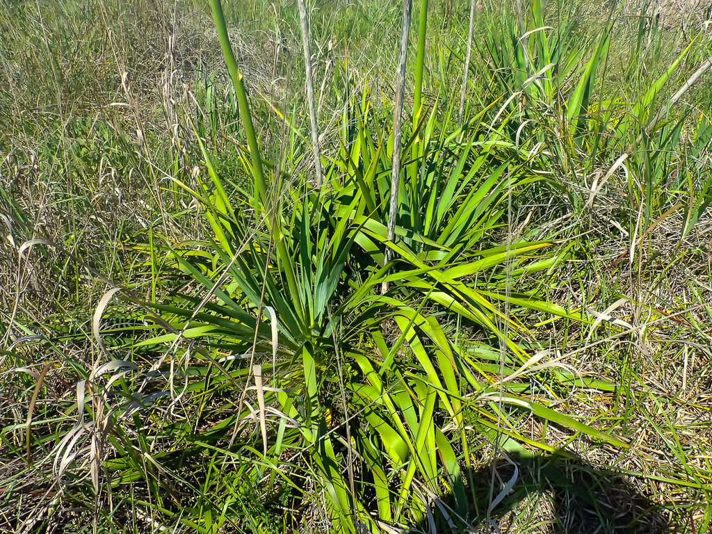 Yucca carrii