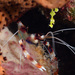 Banded Coral Shrimp - Photo (c) terence zahner, some rights reserved (CC BY-NC), uploaded by terence zahner