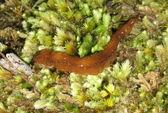 Australopacifica jacksoniana