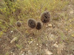 Echinacea atrorubens