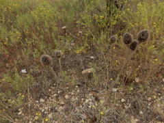 Echinacea atrorubens
