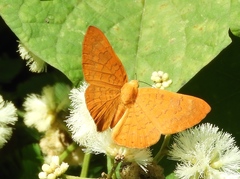 Emesis vulpina