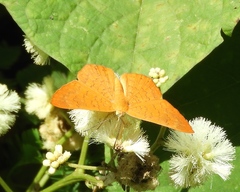 Emesis vulpina