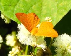 Emesis vulpina