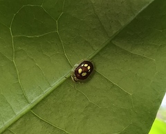 Charidotis gemellata