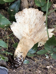 Russula brevipes brevipes