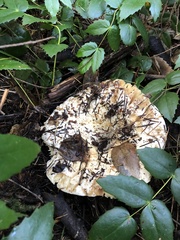 Russula brevipes brevipes