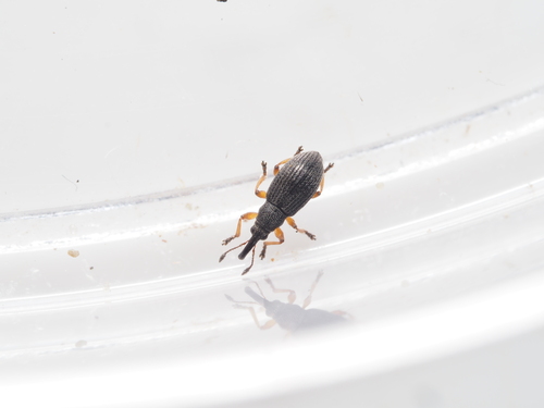 Dogs-mercury Seed Weevil