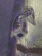 Hyperiidae