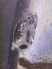 Hyperiidae