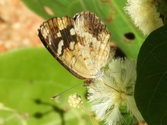 Anthanassa ptolyca amator