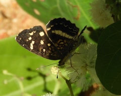 Anthanassa ptolyca amator