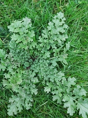 Jacobaea vulgaris