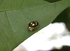 Charidotis gemellata