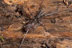 Ischyropsalis