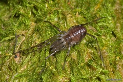 Ischyropsalis