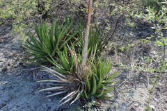Agave ghiesbreghtii