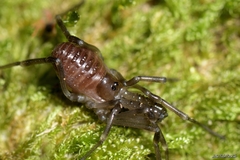 Ischyropsalis