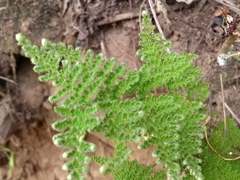 Myriopteris myriophylla