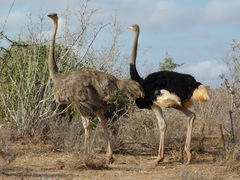 Struthio molybdophanes