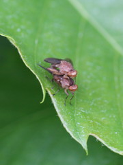 Phaeomyiidae