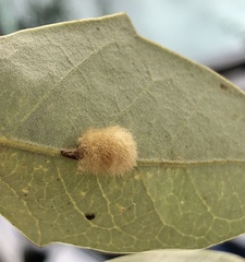 Druon quercuslanigerum