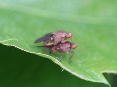 Phaeomyiidae