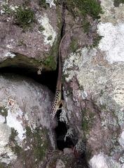 Anolis sabanus