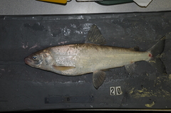 Bonneville Whitefish photo 2