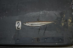 Bonneville Cisco photo 4