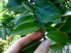 Pereskia aculeata