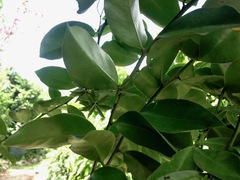 Pereskia aculeata