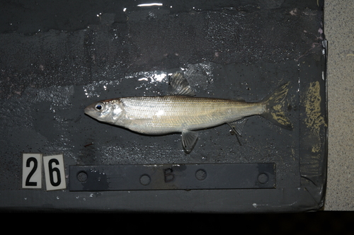 Bear Lake whitefish