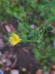 Sonchus oleraceus