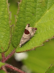 Notocelia uddmanniana