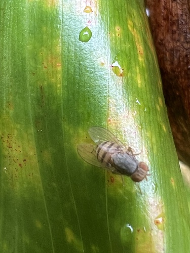 Homoneura hawaiiensis observed 2025-08-12
