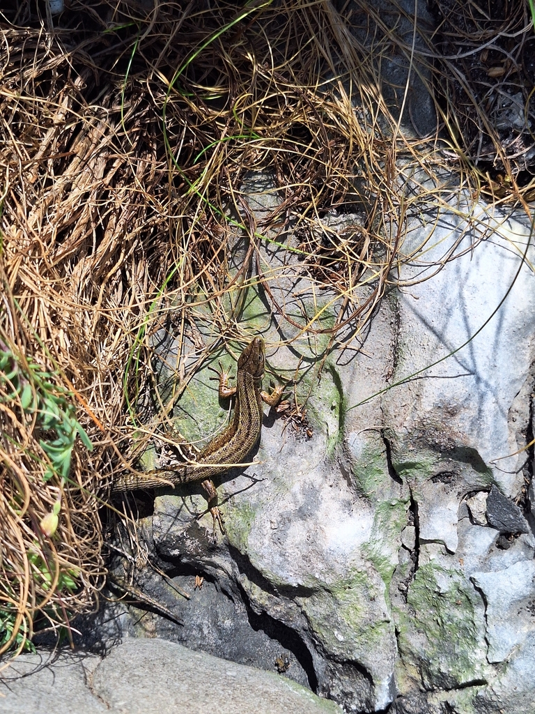 Ireland Lizard Viviparous Lizard from Carrowntemple, Co. Galway, Ireland on August 13 ...