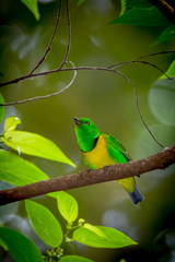 Chlorophonia occipitalis